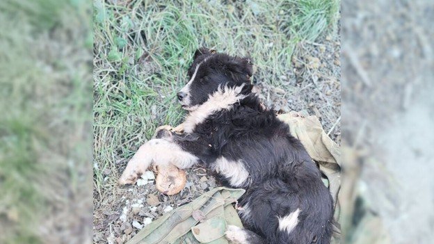 Abandoned dog slept on an old shirt, hoping his owner would return to him…