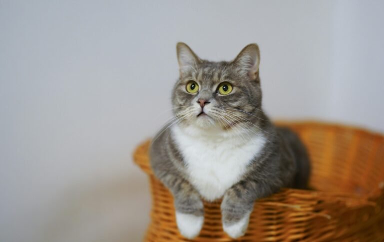 Traveling with Your Cat: Tips for Stress-Free Adventures