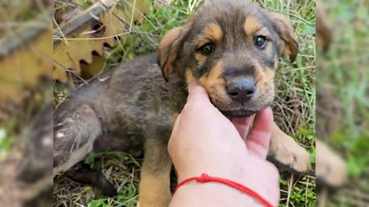 Man Rescues Sick Puppy From the Woods Just in Time