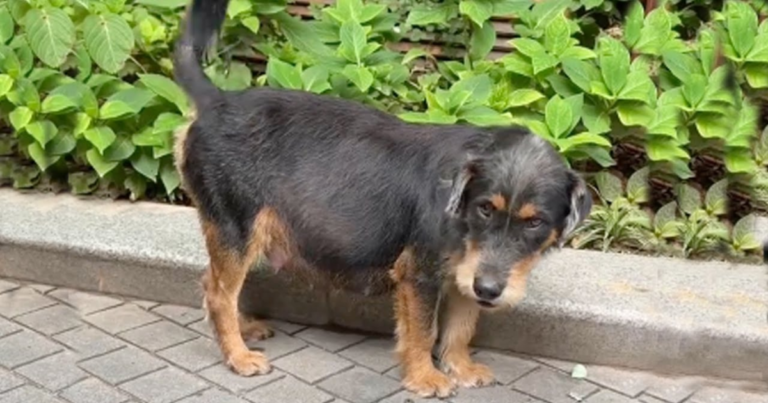 Abandoned and Expecting 11 Puppies, This Brave Mama Dog Found Hope in the Kindness of Strangers