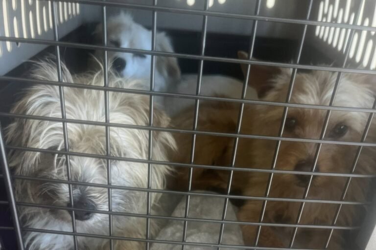 Three Abandoned Puppies Discovered in California Alley